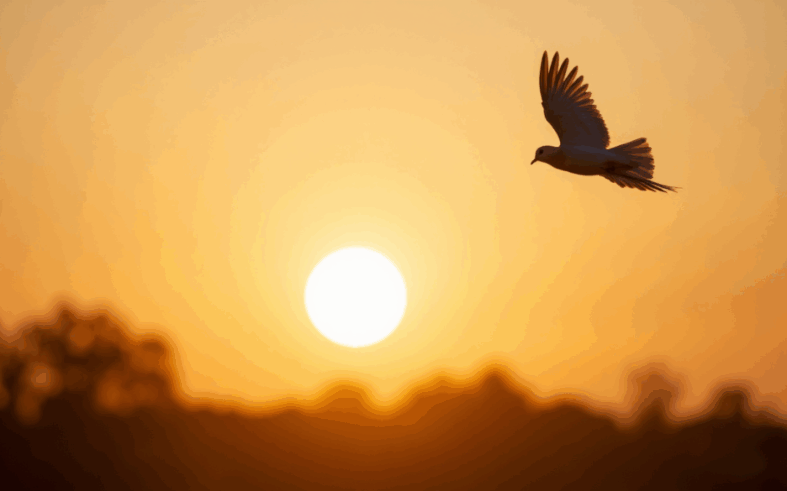 DOVE
